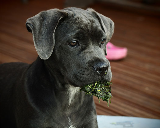 Ein Hund beim Grasfressen - kann das schädlich sein?